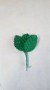 Leaves big(qty 10nos)